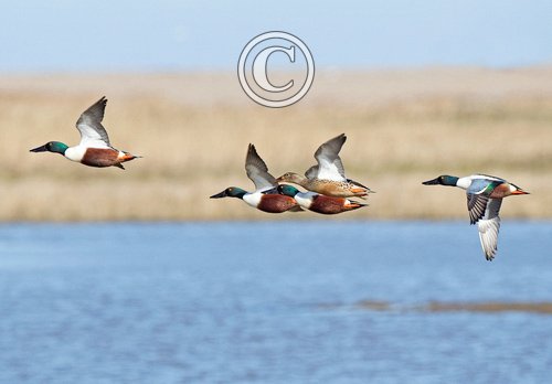 Shoveler Ducks in Flight DM0415